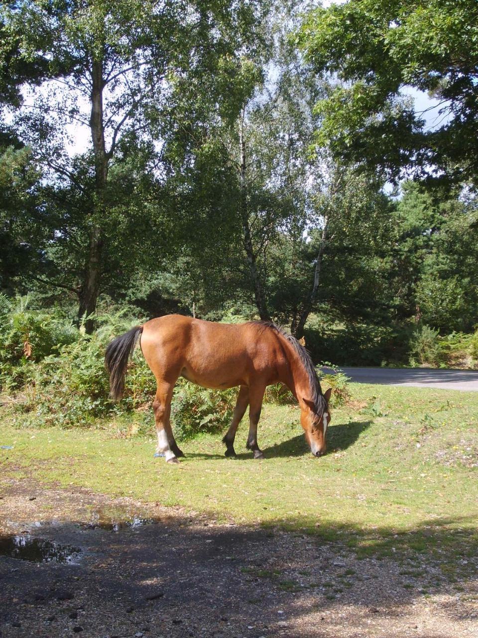 Twin Oaks Guest House Cadnam Bagian luar foto